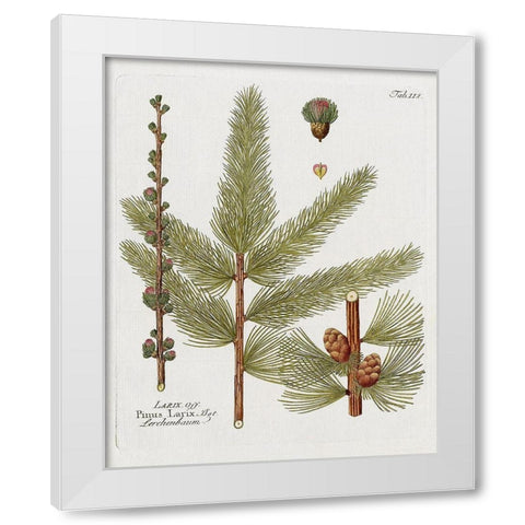 Botanical Larch White Modern Wood Framed Art Print by Donovan, Kelly