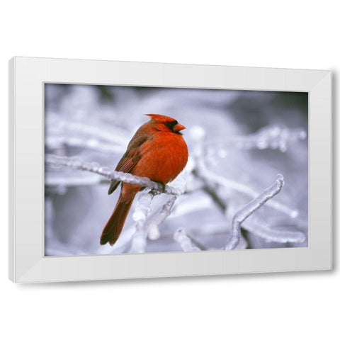 Winter Cardinal White Modern Wood Framed Art Print by Delimont, Danita