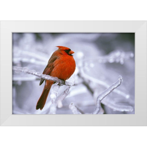 Winter Cardinal White Modern Wood Framed Art Print by Delimont, Danita