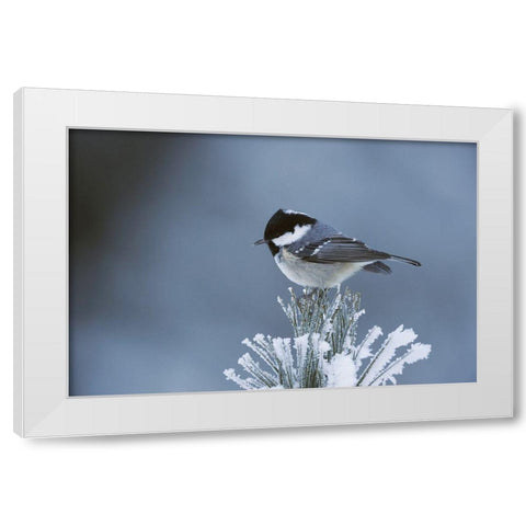 Snowy Pine White Modern Wood Framed Art Print by Delimont, Danita