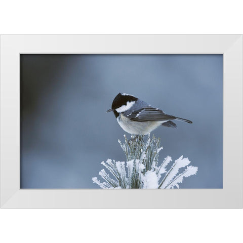 Snowy Pine White Modern Wood Framed Art Print by Delimont, Danita