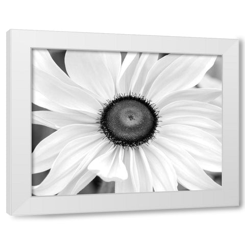 Blooming Sunshine White Modern Wood Framed Art Print by Delimont, Danita