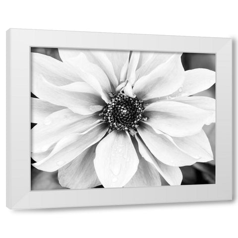 Hello Daisy White Modern Wood Framed Art Print by Delimont, Danita