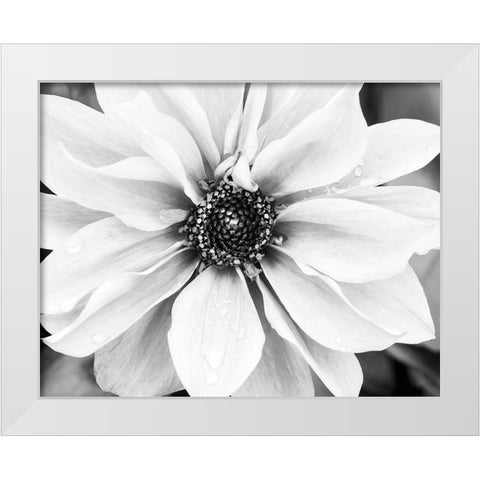 Hello Daisy White Modern Wood Framed Art Print by Delimont, Danita