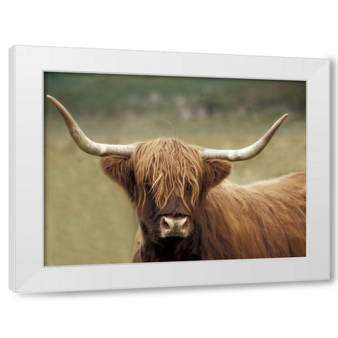 Highland Afternoon White Modern Wood Framed Art Print by Delimont, Danita