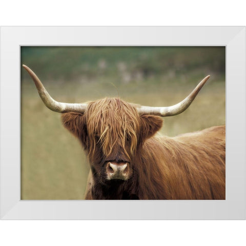 Highland Afternoon White Modern Wood Framed Art Print by Delimont, Danita