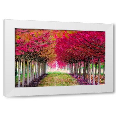 Forest Magic White Modern Wood Framed Art Print by Delimont, Danita