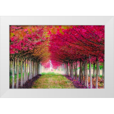 Forest Magic White Modern Wood Framed Art Print by Delimont, Danita