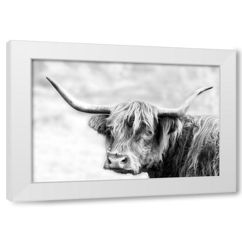 Hairy Highland Hazy Day White Modern Wood Framed Art Print by Delimont, Danita