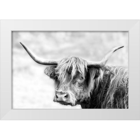 Hairy Highland Hazy Day White Modern Wood Framed Art Print by Delimont, Danita