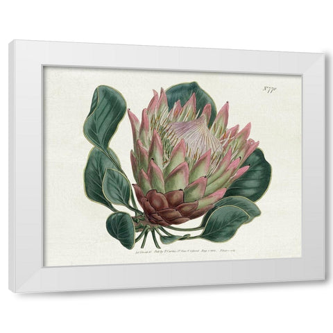 Protea N70 White Modern Wood Framed Art Print by Donovan, Kelly