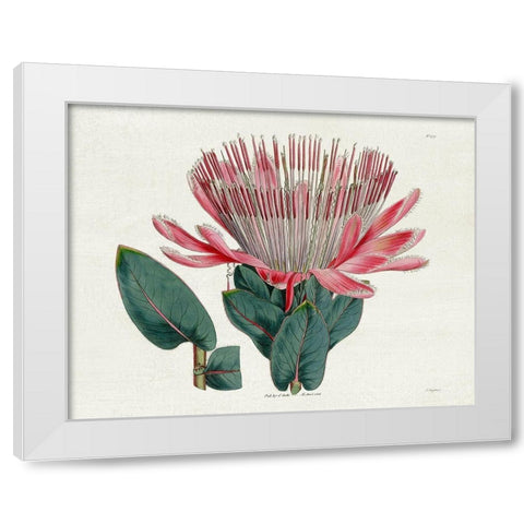 Protea N17 White Modern Wood Framed Art Print by Donovan, Kelly