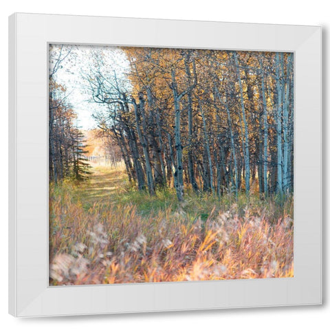 Sunlit Pathway White Modern Wood Framed Art Print by Robinson, Carol