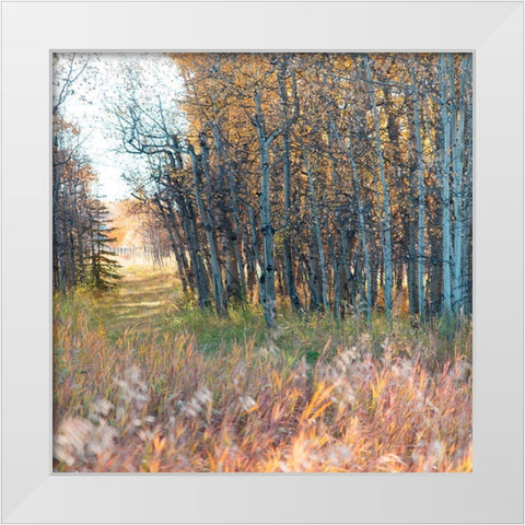 Sunlit Pathway White Modern Wood Framed Art Print by Robinson, Carol
