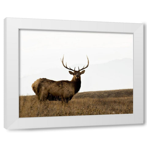 National Bison Range White Modern Wood Framed Art Print by Delimont, Danita