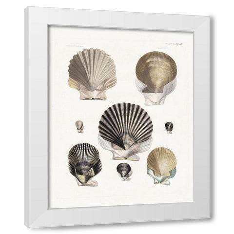 Vintage Shell I White Modern Wood Framed Art Print by Donovan, Kelly