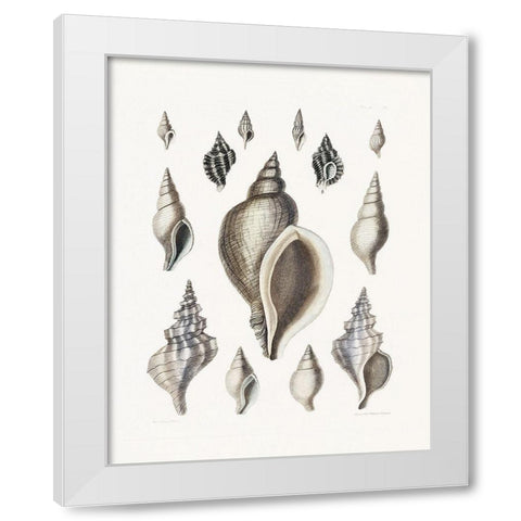 Vintage Shell II White Modern Wood Framed Art Print by Donovan, Kelly