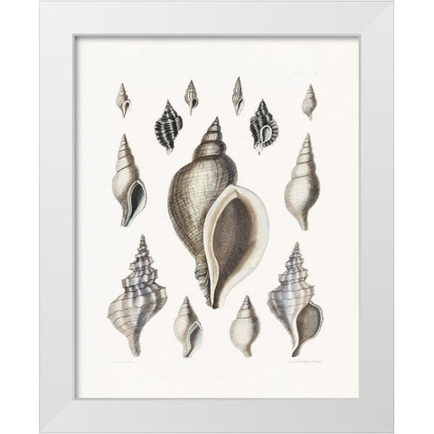Vintage Shell II White Modern Wood Framed Art Print by Donovan, Kelly
