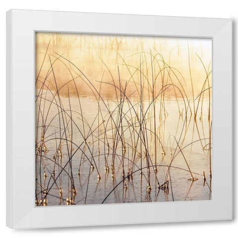 Misty Reeds White Modern Wood Framed Art Print by Delimont, Danita