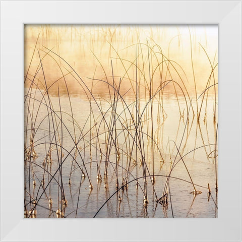 Misty Reeds White Modern Wood Framed Art Print by Delimont, Danita