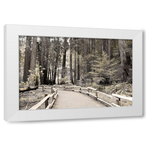 Solitude Path White Modern Wood Framed Art Print by Delimont, Danita