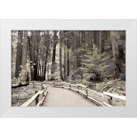 Solitude Path White Modern Wood Framed Art Print by Delimont, Danita