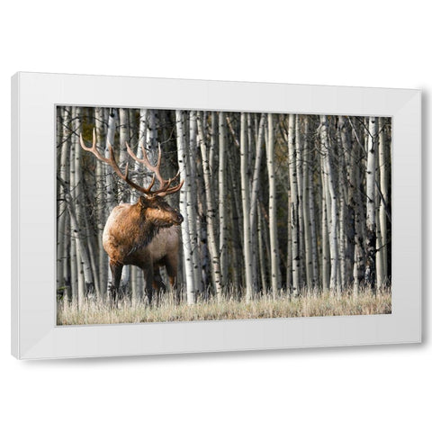 Rocky Mountain Moment White Modern Wood Framed Art Print by Delimont, Danita