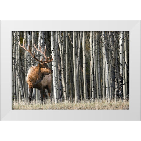 Rocky Mountain Moment White Modern Wood Framed Art Print by Delimont, Danita