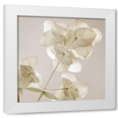Soft Wild Bloom White Modern Wood Framed Art Print by Delimont, Danita
