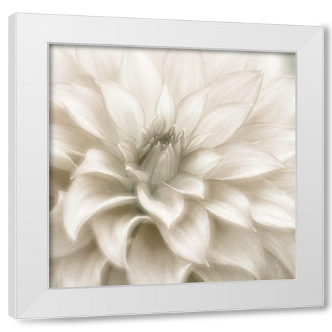 Soft Dahlia White Modern Wood Framed Art Print by Delimont, Danita