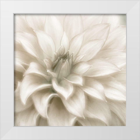 Soft Dahlia White Modern Wood Framed Art Print by Delimont, Danita