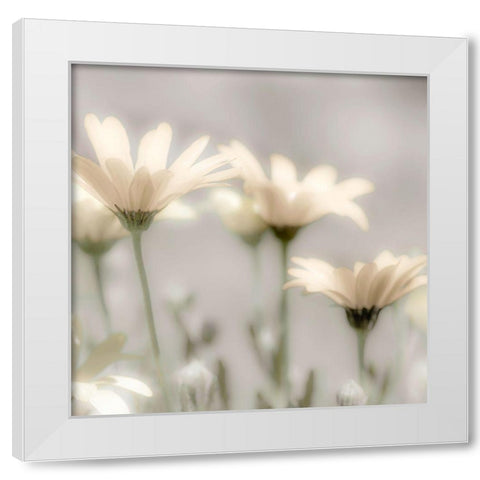 Soft Desert Daisies White Modern Wood Framed Art Print by Delimont, Danita