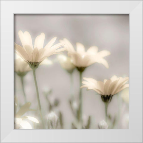 Soft Desert Daisies White Modern Wood Framed Art Print by Delimont, Danita