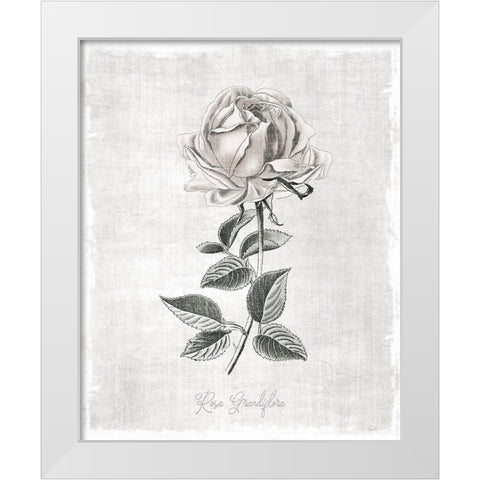 Vintage Botanical II White Modern Wood Framed Art Print by Carpentieri, Natalie