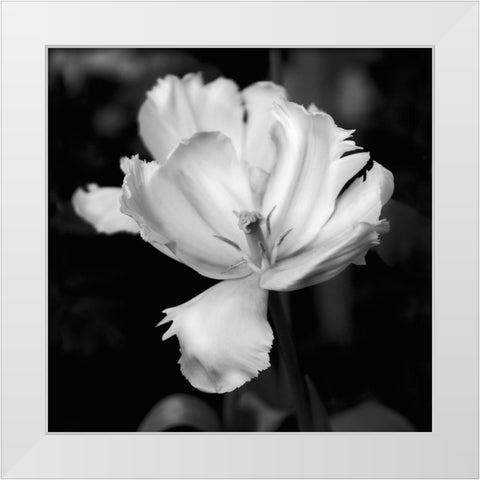 Dramatic Tulip White Modern Wood Framed Art Print by Donovan, Kelly