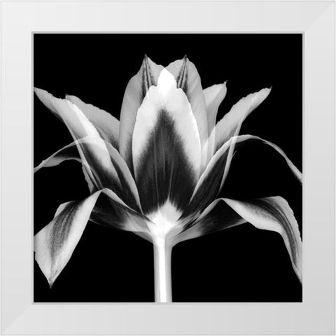 Elegant Tulip White Modern Wood Framed Art Print by Delimont, Danita