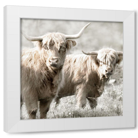 Hairy Highland Bulls White Modern Wood Framed Art Print by Delimont, Danita