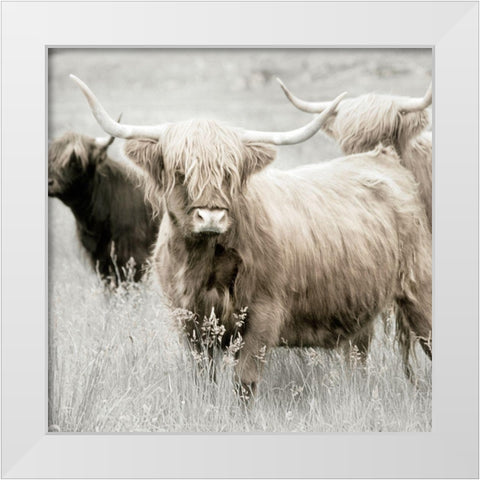 Highland Gathering White Modern Wood Framed Art Print by Delimont, Danita