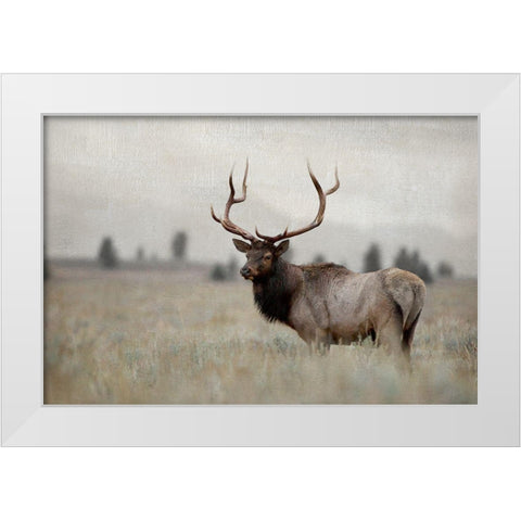 Grand Elk White Modern Wood Framed Art Print by Delimont, Danita