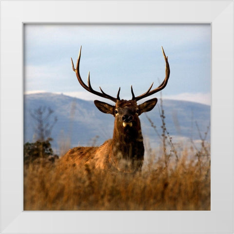Big Elk Charlo White Modern Wood Framed Art Print by Delimont, Danita