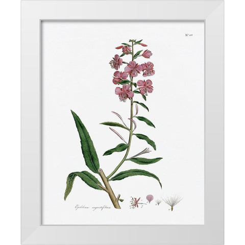 Rose Botanical I White Modern Wood Framed Art Print by CAD Designs