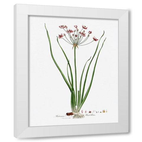 Rose Botanical II White Modern Wood Framed Art Print by CAD Designs
