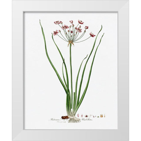 Rose Botanical II White Modern Wood Framed Art Print by CAD Designs