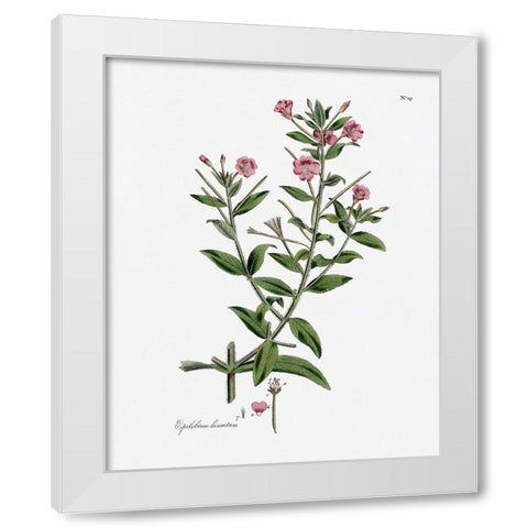 Rose Botanical III White Modern Wood Framed Art Print by CAD Designs