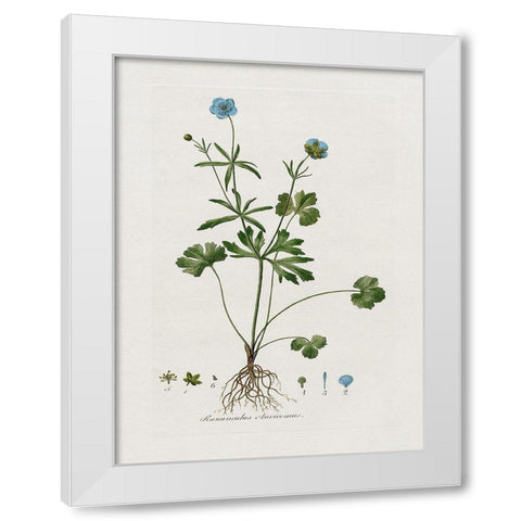 Buttercup Study White Modern Wood Framed Art Print by Donovan, Kelly