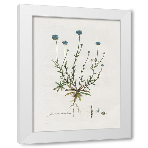 Bellflower Study White Modern Wood Framed Art Print by Donovan, Kelly