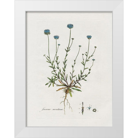 Bellflower Study White Modern Wood Framed Art Print by Donovan, Kelly