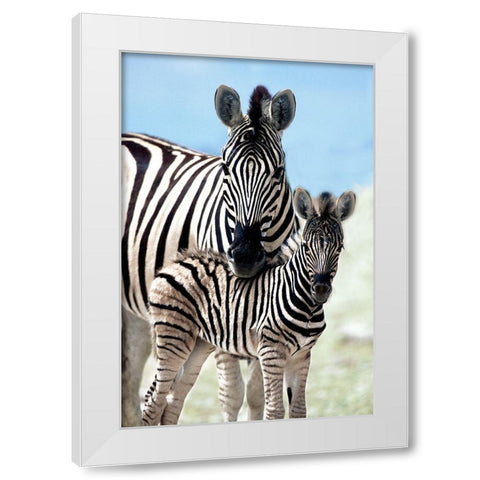 Family of Namibia White Modern Wood Framed Art Print by Delimont, Danita