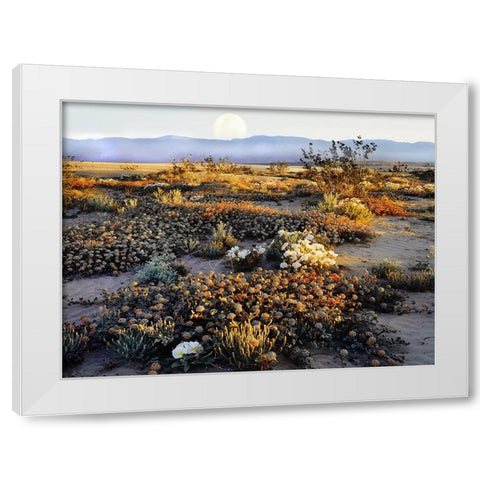 Anza Borrego Desert White Modern Wood Framed Art Print by Delimont, Danita