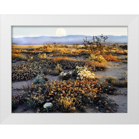 Anza Borrego Desert White Modern Wood Framed Art Print by Delimont, Danita
